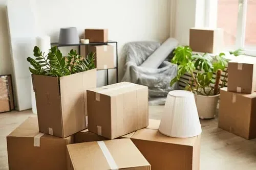 Packing boxes and houseplants in a bright room during a move-in